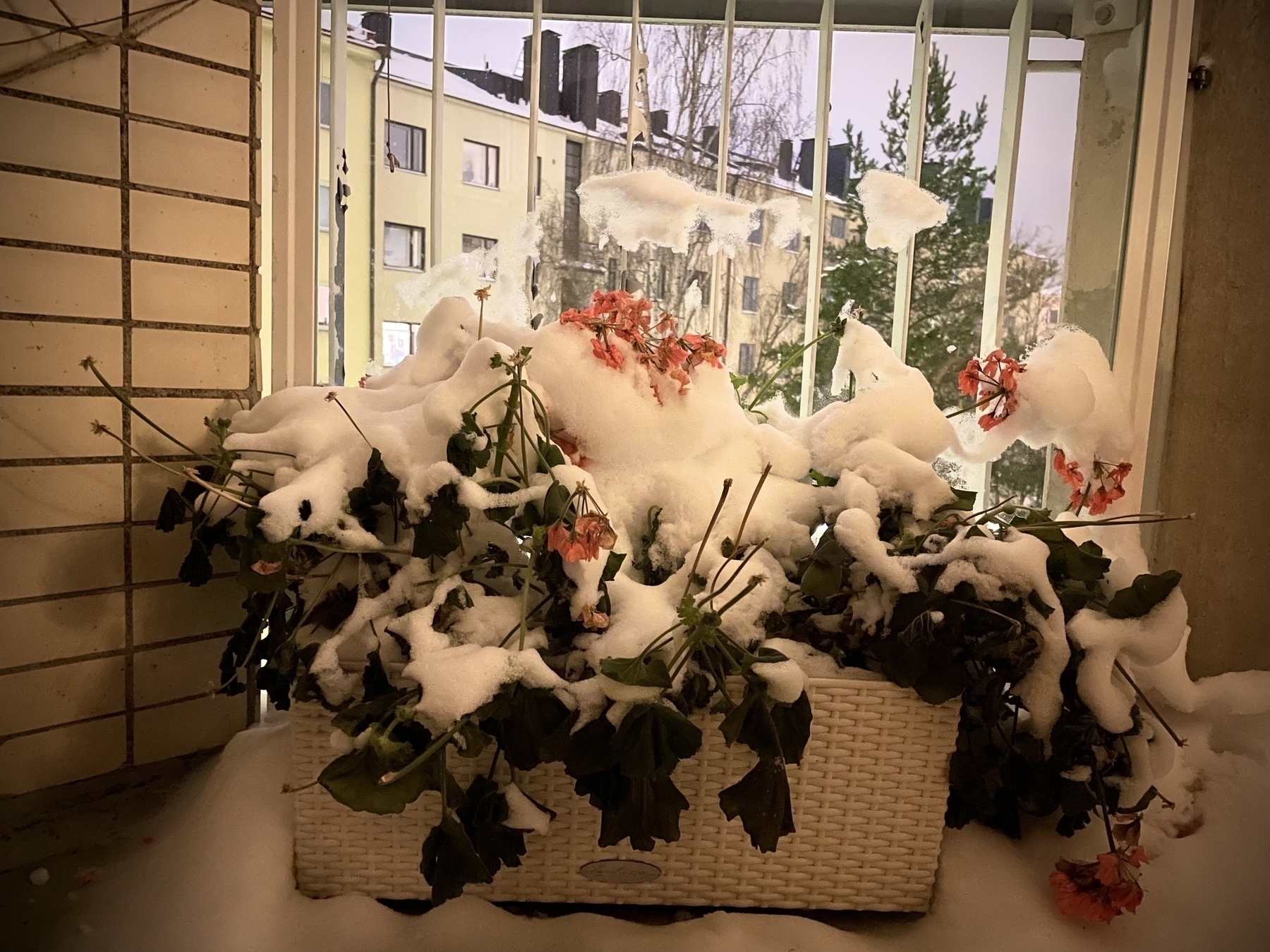 Snow-covered flowers. In the background you can see residential buildings and a tree